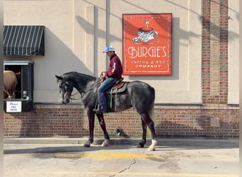 Percheron Mix, Gelding, 5 years, 15,2 hh, Gray