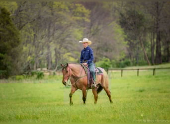 Percheron Mix, Gelding, 5 years, 15,2 hh