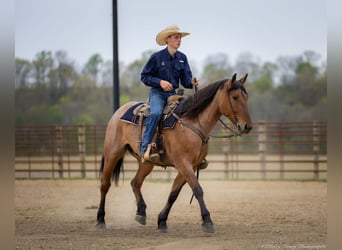 Percheron Mix, Gelding, 5 years, 15,2 hh
