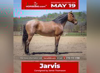 Percheron Mix, Gelding, 5 years, 15,2 hh