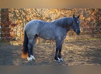 Percheron, Gelding, 5 years, 15,3 hh, Roan-Blue
