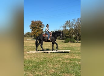 Percheron Mix, Wallach, 5 Jahre, 16,1 hh, Rappe