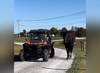 Percheron Mix, Wallach, 5 Jahre, 16,1 hh, Rappe