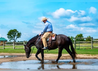 Percheron Mix, Wallach, 5 Jahre, 16,2 hh, Brauner