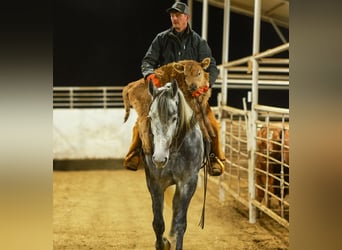 Percheron Mix, Gelding, 5 years, 16.2 hh, Grey