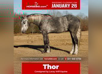 Percheron Mix, Gelding, 5 years, 16.2 hh, Grey
