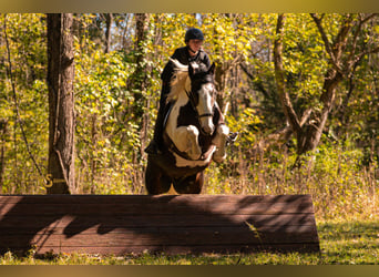 Percheron Mix, Gelding, 5 years, 16.2 hh, Pinto