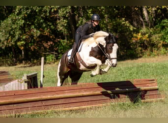Percheron Mix, Gelding, 5 years, 16.2 hh, Pinto