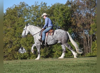 Percheron, Gelding, 5 years, 16.3 hh, Grey-Dapple
