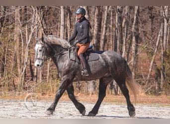 Percheron Mix, Gelding, 5 years, 16 hh, Gray