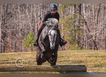 Percheron Mix, Gelding, 5 years, 16 hh, Gray