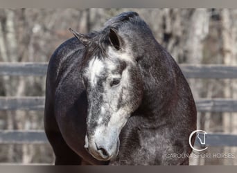 Percheron Mix, Gelding, 5 years, 16 hh, Gray
