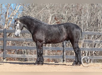 Percheron Mix, Gelding, 5 years, 16 hh, Gray