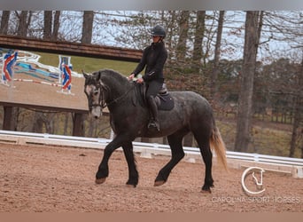 Percheron Mix, Gelding, 5 years, 16 hh, Gray