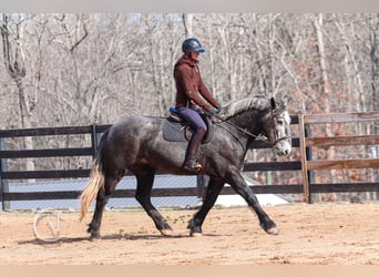 Percheron Mix, Gelding, 5 years, 16 hh, Gray