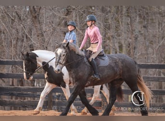 Percheron Mix, Gelding, 5 years, 16 hh, Gray