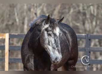 Percheron Mix, Gelding, 5 years, 16 hh, Gray