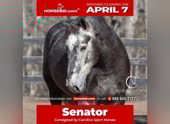 Percheron Mix, Gelding, 5 years, 16 hh, Gray