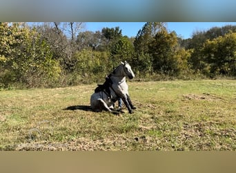 Percheron, Wallach, 5 Jahre, 16 hh, Schimmel