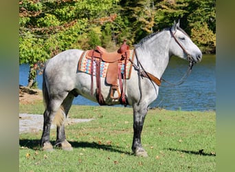 Percheron, Wallach, 5 Jahre, 16 hh, Schimmel