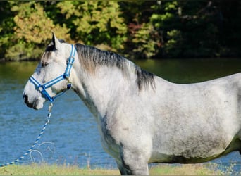 Percheron, Wallach, 5 Jahre, 16 hh, Schimmel