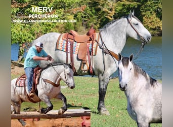 Percheron, Wallach, 5 Jahre, 16 hh, Schimmel