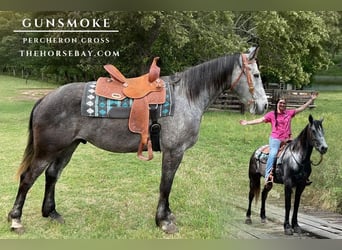 Percheron Mix, Gelding, 5 years, 16 hh, Grey