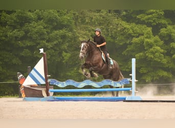 Percheron Mix, Gelding, 5 years, 16 hh, Grey