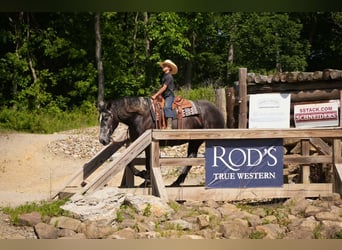 Percheron Mix, Gelding, 5 years, 16 hh, Grey