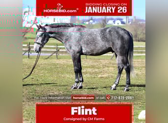 Percheron Mix, Gelding, 5 years, 16 hh, Grey