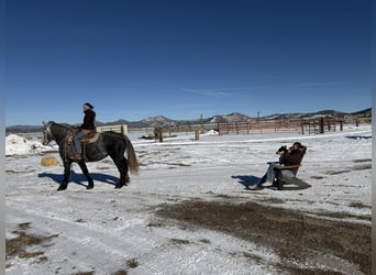Percheron Mix, Gelding, 5 years, 16 hh, Grey