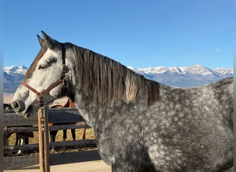Percheron Mix, Gelding, 5 years, 16 hh, Grey