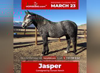 Percheron Mix, Gelding, 5 years, 16 hh, Grey