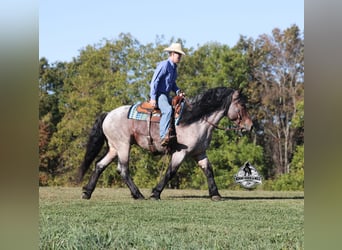 Percheron, Gelding, 5 years, 16 hh, Roan-Bay