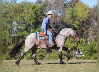 Percheron, Gelding, 5 years, 16 hh, Roan-Bay