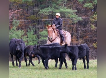 Percheron Mix, Gelding, 5 years, 16,1 hh, Roan-Red