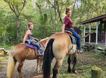 Percheron Mix, Gelding, 5 years, 16,2 hh, Bay