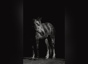 Percheron Mix, Gelding, 5 years, 16,2 hh, Grey