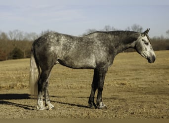 Percheron Mix, Gelding, 5 years, 16,2 hh, Grey