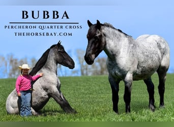 Percheron, Gelding, 5 years, 16,2 hh, Roan-Blue