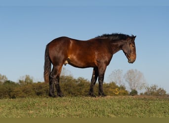 Percheron Mix, Gelding, 5 years, 16,3 hh, Bay
