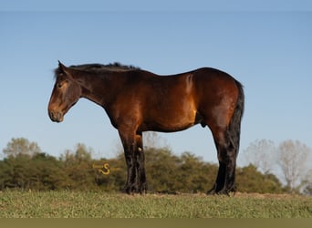 Percheron Mix, Gelding, 5 years, 16,3 hh, Bay