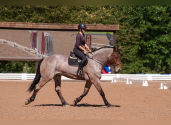 Percheron Mix, Gelding, 5 years, 17.1 hh, Roan-Bay Percheron Mix, Gelding, 5 years, 17.1 hh, Roan-Bay