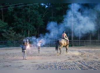 Percheron Mix, Gelding, 5 years, 17.1 hh, Roan-Bay Percheron Mix, Gelding, 5 years, 17.1 hh, Roan-Bay
