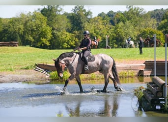 Percheron Mix, Gelding, 5 years, 17.1 hh, Roan-Bay Percheron Mix, Gelding, 5 years, 17.1 hh, Roan-Bay