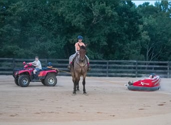 Percheron Mix, Gelding, 5 years, 17.1 hh, Roan-Bay Percheron Mix, Gelding, 5 years, 17.1 hh, Roan-Bay
