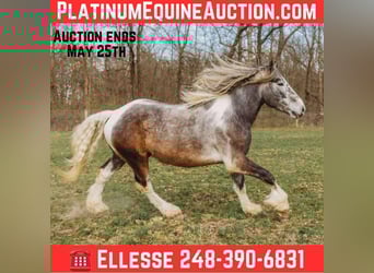 Percheron, Gelding, 5 years, 17.1 hh, Tobiano-all-colors