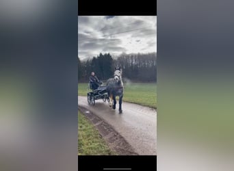 Percheron, Gelding, 5 years, 17 hh, Grey-Dapple
