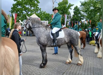 Percheron, Gelding, 5 years, 17 hh, Grey-Dapple
