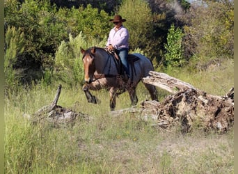 Percheron, Gelding, 5 years, 17 hh, Roan-Bay